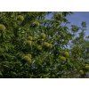 Castanea sativa