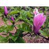 Magnolia 'George Henry Kern'