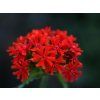 Kohoutek Chalcedonsky Lychnis chalcedonica