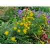 Aster linosyris