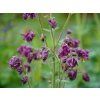Aquilegia vulgaris Black Barlow