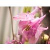 Aquilegia vulgaris Heidi