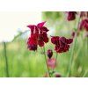 Aquilegia vulgaris Ruby Port