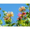 Lonicera henryi