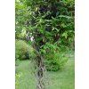 Lonicera henryi 2