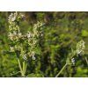 Nepeta cataria 2