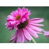 Echinacea purpurea 'Doubledecker' - trvalka kvetoucí celé léto