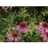 Třapatka nachová (Echinacea)