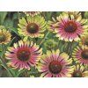 Zelena Echinacea Green Twister
