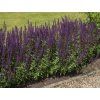 Salvia nemorosa 'Mainacht'