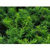 Taxus baccata 2