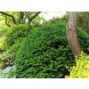 Taxus baccata (2)
