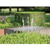 Buxus v zivem plote