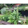 Verbascum nigrum