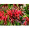 Monarda hybrida 'Squaw'