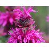 Monarda 'Bee–Free' (kopie)