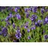 Levandule lékařská 'Aromatico Early Blue'
