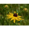 rudbekie plstnata