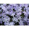 plamenka sidlovita Emerald Cushion Blue