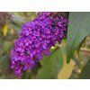 Buddleja davidii 'Black Knight'