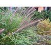 Pennisetum alopecuroides