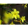 Jasminum nudiflorum