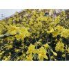 Jasmin nahokvety na zidce