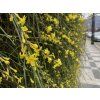 Jasminum nudiflorum kvet