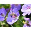 Geranium Rozanne (kakost)