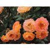 Rosa Bessy