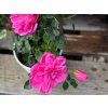 Rosa Knirps