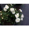 Rosa 'SEA FOAM'