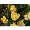 Rosa Limesgold