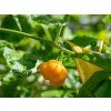 Habanero