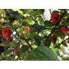 Moruga