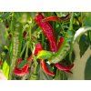Chilli papričky