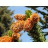 ARAUCARIA ARAUCANA 2