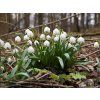 LEUCOJUM vernum 2