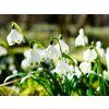 LEUCOJUM vernum