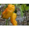 Paprika Corno Giallo